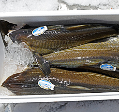 Kabeljau „Grand Nord“