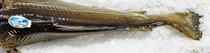 Kabeljau „Grand Nord“
